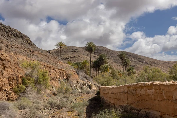 Valley with a fresh vegetation of various bushes and big palm trees. Oasis around a small river from the mountain. Barranco de la Madre del Agua, Fuerteventura, Spain.