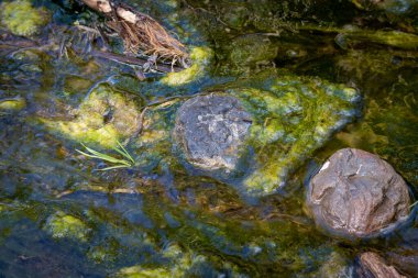 Kışın dağlardan gelen küçük bir nehir tüm vahaya su getirir ve onu canlı tutar. Barranco de la Madre del Agua, Fuerteventura, İspanya.
