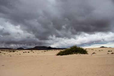 Kış mevsiminde kum tepelerinin üzerinde fırtına bulutları. Doğal parkın bir parçası olarak eşsiz bir Avrupa çölü. Yeşil bitkiler. Corralejo, Fuerteventura, Kanarya Adaları, İspanya.