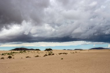 Kış mevsiminde kum tepelerinin üzerinde fırtına bulutları. Doğal parkın bir parçası olarak eşsiz bir Avrupa çölü. Yeşil bitkiler. Corralejo, Fuerteventura, Kanarya Adaları, İspanya.