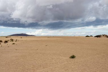 Kışın eşsiz Avrupa çölü. Bitkilerin yeşil noktaları. Yağmurlu bulutlu gökyüzü. Park Natural Dunas de Corralejo, Fuerteventura, Kanarya Adaları, İspanya.