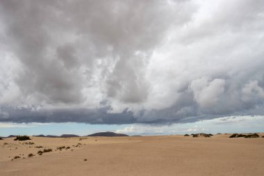 Kışın eşsiz Avrupa çölü. Bitkilerin yeşil noktaları. Yağmurlu bulutlu gökyüzü. Park Natural Dunas de Corralejo, Fuerteventura, Kanarya Adaları, İspanya.