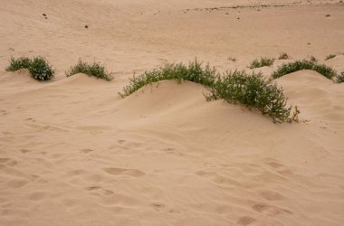 Çölde kum dalgaları. Kış mevsiminde yeşil çiçek açan bitkilerle kaplıdır. Park Natural Dunas de Corralejo, Fuerteventura, Kanarya Adaları, İspanya.