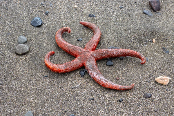 Peixe Estrela Vermelho Brilhante Praia Oceano Atlântico Pedras Areia Escura — Fotografia de Stock