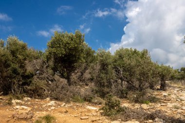 Denizin üzerindeki tepeyi kaplayan büyük zeytin ağaçları bahçesi. Beyaz bulutlu mavi gökyüzü. Giola lagünü, Tassos (Thassos) Adası, Yunanistan.