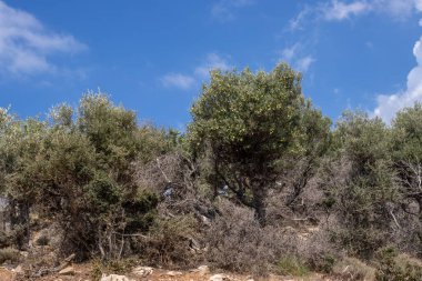 Denizin üzerindeki tepeyi kaplayan büyük zeytin ağaçları bahçesi. Beyaz bulutlu mavi gökyüzü. Giola lagünü, Tassos (Thassos) Adası, Yunanistan.