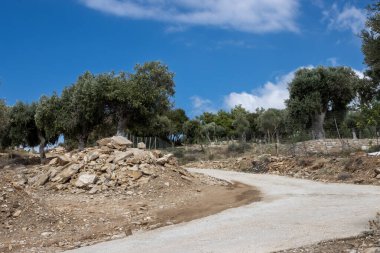 Denizin üzerindeki tepeyi kaplayan büyük zeytin ağaçları bahçesi. Aralarında yol kıvrımları var. Beyaz bulutlu mavi gökyüzü. Giola lagünü, Tassos (Thassos) Adası, Yunanistan.