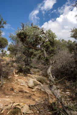 Denizin üzerindeki tepeyi kaplayan büyük zeytin ağaçları bahçesi. Beyaz bulutlu mavi gökyüzü. Giola lagünü, Tassos (Thassos) Adası, Yunanistan.