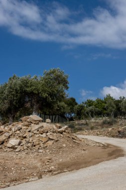 Denizin üzerindeki tepeyi kaplayan büyük zeytin ağaçları bahçesi. Aralarında yol kıvrımları var. Beyaz bulutlu mavi gökyüzü. Giola lagünü, Tassos (Thassos) Adası, Yunanistan.