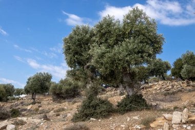 Denizin üzerindeki tepeyi kaplayan büyük zeytin ağaçları bahçesi. Beyaz bulutlu mavi gökyüzü. Giola lagünü, Tassos (Thassos) Adası, Yunanistan.
