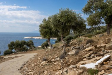 Denizin üzerindeki tepeyi kaplayan büyük zeytin ağaçları bahçesi. Aralarında yol kıvrımları var. Beyaz bulutlu mavi gökyüzü. Giola lagünü, Tassos (Thassos) Adası, Yunanistan.