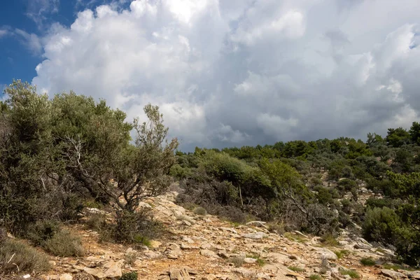 Denizin üzerindeki tepeyi kaplayan büyük zeytin ağaçları bahçesi. Beyaz bulutlu mavi gökyüzü. Giola lagünü, Tassos (Thassos) Adası, Yunanistan.