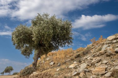Denizin üzerindeki tepeyi kaplayan büyük zeytin ağaçları bahçesi. Zeytin önemli bir tarım ürünü. Beyaz bulutlu mavi gökyüzü. Giola lagünü, Tassos (Thassos) Adası, Yunanistan.