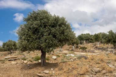 Denizin üzerindeki tepeyi kaplayan büyük zeytin ağaçları bahçesi. Zeytin önemli bir tarım ürünü. Beyaz bulutlu mavi gökyüzü. Giola lagünü, Tassos (Thassos) Adası, Yunanistan.