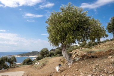 Denizin üzerindeki tepeyi kaplayan büyük zeytin ağaçları bahçesi. Aralarında yol kıvrımları var. Beyaz bulutlu mavi gökyüzü. Arka planda yarımada var. Giola lagünü, Tassos (Thassos) Adası, Yunanistan.