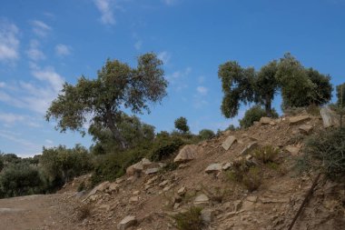 Denizin üzerindeki tepeyi kaplayan büyük zeytin ağaçları bahçesi. Zeytin önemli bir tarım ürünü. Beyaz bulutlu mavi gökyüzü. Giola lagünü, Tassos (Thassos) Adası, Yunanistan.