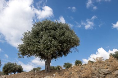 Denizin üzerindeki tepeyi kaplayan büyük zeytin ağaçları bahçesi. Zeytin önemli bir tarım ürünü. Beyaz bulutlu mavi gökyüzü. Giola lagünü, Tassos (Thassos) Adası, Yunanistan.