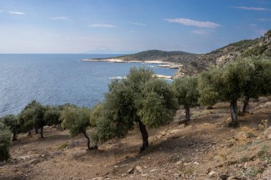 Büyük bir bahçede zeytin ağaçlarıyla dolu bir tepe. Arka planda yarımada var. Trakya 'nın sakin suları (Akdeniz). Beyaz bulutlu mavi gökyüzü. Giola lagünü, Thassos (Tassos), Yunanistan.