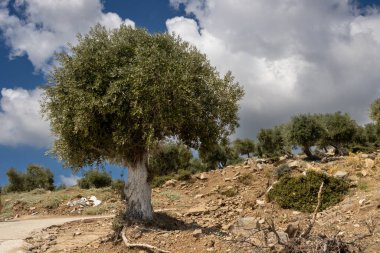 Denizin üzerindeki tepeyi kaplayan büyük zeytin ağaçları bahçesi. Zeytin önemli bir tarım ürünü. Beyaz bulutlu mavi gökyüzü. Giola lagünü, Tassos (Thassos) Adası, Yunanistan.
