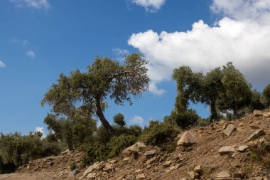 Denizin üzerindeki tepeyi kaplayan büyük zeytin ağaçları bahçesi. Zeytin önemli bir tarım ürünü. Beyaz bulutlu mavi gökyüzü. Giola lagünü, Tassos (Thassos) Adası, Yunanistan.