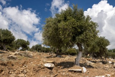 Denizin üzerindeki tepeyi kaplayan büyük zeytin ağaçları bahçesi. Zeytin önemli bir tarım ürünü. Beyaz bulutlu mavi gökyüzü. Giola lagünü, Tassos (Thassos) Adası, Yunanistan.