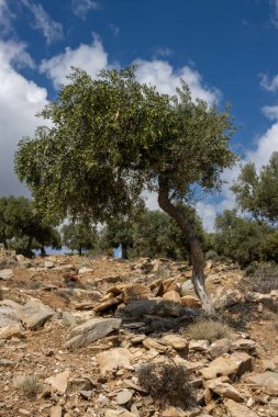 Denizin üzerindeki tepeyi kaplayan büyük zeytin ağaçları bahçesi. Zeytin önemli bir tarım ürünü. Beyaz bulutlu mavi gökyüzü. Giola lagünü, Tassos (Thassos) Adası, Yunanistan.