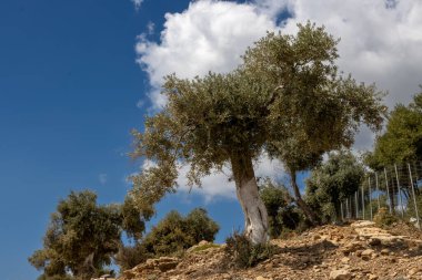 Denizin üzerindeki tepeyi kaplayan büyük zeytin ağaçları bahçesi. Zeytin önemli bir tarım ürünü. Beyaz bulutlu mavi gökyüzü. Giola lagünü, Tassos (Thassos) Adası, Yunanistan.