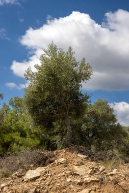 Denizin üzerindeki tepeyi kaplayan büyük zeytin ağaçları bahçesi. Zeytin önemli bir tarım ürünü. Beyaz bulutlu mavi gökyüzü. Giola lagünü, Tassos (Thassos) Adası, Yunanistan.