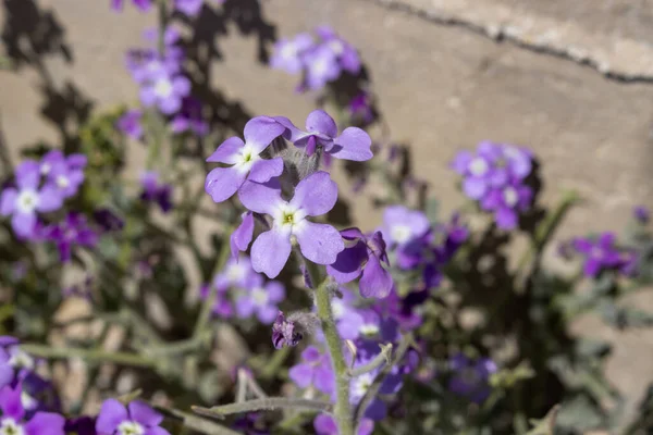 Matthiola Nın Parlak Mor Çiçekleri Çok Yoğun Bir Kokusu Var — Stok fotoğraf