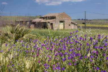 Menekşe rengi Echium, çayırda yetişiyor. Arka planda terk edilmiş çiftlik evi var. Baharda beyaz bulutlu mavi gökyüzü. Parrini, Sicilya, İtalya.