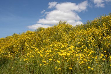 Yolları kaplayan ve baharda çayırlarda büyüyen çiçeklerden biri. Sarı papatyalar ve açık bulutlu mavi bir gökyüzü. Parrini, Sicilya, İtalya.