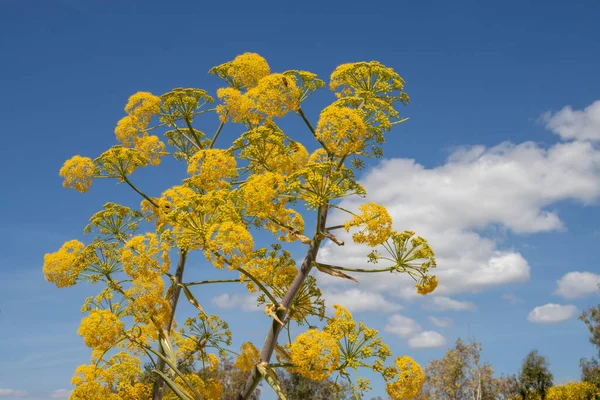 형형색색의 노란색 식물이길을따라 자라며 초원에서 자란다 하늘에 구름이 이탈리아 시실리의 — 스톡 사진