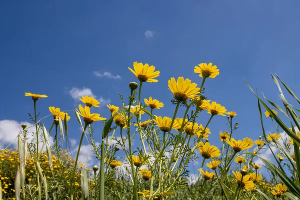 Jeden Wielu Kwiatów Wyściełających Drogi Rosnących Łąkach Wiosną Żółte Stokrotki — Zdjęcie stockowe