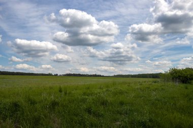 Baharda tarladaki çeşitli taze bitkilerin parlak yeşil rengi. Arka planda ağaçlar var. Sekule, Slovakya.