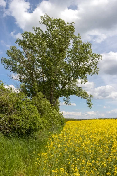 Flores Amarelas Campo Estupro Primavera Forrado Por Arbustos Grande Árvore — Fotografia de Stock