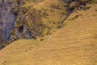 Çimlerin ve yosunların sarı-yeşil rengi, tüm zemini ve dağı kaplıyor. Küçük koyun sürüsü. Atlantik Okyanusu 'nun güneyinde, Kvernufoss, Güney İzlanda yakınlarında..