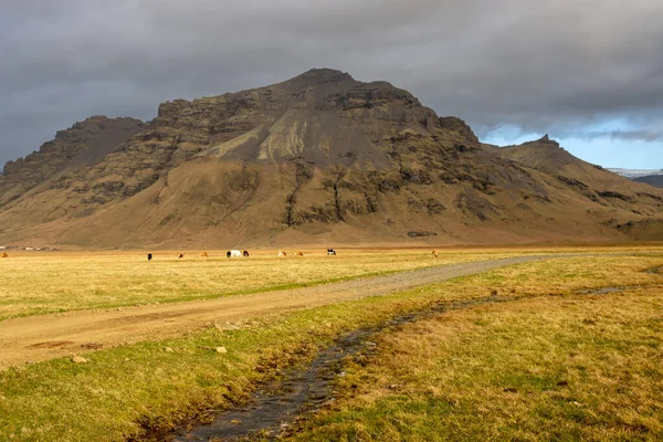 秋天的乡村 绿黄的草地和苔藓覆盖着 背景是高山 牧场上成群的奶牛 多云的天空 冰岛南部Kvernufoss — 图库照片