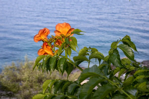 Orange blossoms of the Campsis grandiflora, growing at the coast beside the Durrell White House in Kalami, Corfu, Greece. Calm water of the Ionian sea in the background.
