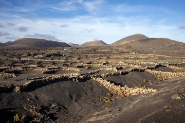 Adada, şaraplı tarlaların yetiştiği yerde. Güçlü bir rüzgar tarafından zarar görmemek için deliklerde oturuyor. Siyah volkanik toprak. La Geria, Lanzarote, Kanarya Adaları, İspanya.