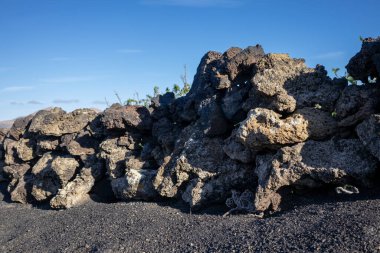 Adada, şaraplı tarlaların yetiştiği yerde. Güçlü bir rüzgar tarafından zarar görmemek için deliklerde oturuyor. Siyah volkanik toprak. La Geria, Lanzarote, Kanarya Adaları, İspanya.