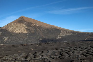 Adada, şaraplı tarlaların yetiştiği yerde. Güçlü bir rüzgar tarafından zarar görmemek için deliklerde oturuyor. Siyah volkanik toprak. La Geria, Lanzarote, Kanarya Adaları, İspanya.