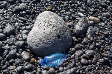 Transparent blue-violet jellyfish, washed out from the Atlantic ocean. Dark pebbles and stones of the beach. Lanzarote, Canary Islands, Spain.