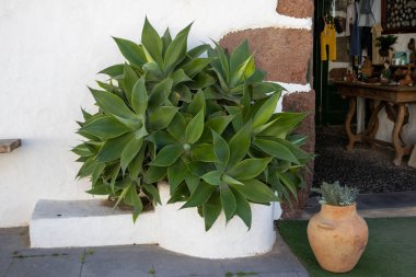 Flower pot as a part of the typical architecture with a big agave plant on the street. Beside it opened door to a shop. Historical city Teguise, Lanzarote, Canary Islands, Spain.