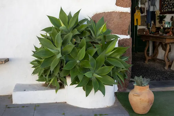 Flower pot as a part of the typical architecture with a big agave plant on the street. Beside it opened door to a shop. Historical city Teguise, Lanzarote, Canary Islands, Spain.