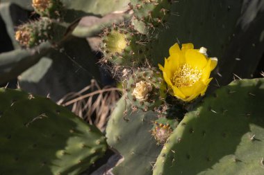 Güneşin altında sarı, taze, dikenli armut (opuntia) kaktüsü. İlkbaharın başlarında çiçek açıyor. Karniaris, Korfu, Yunanistan.