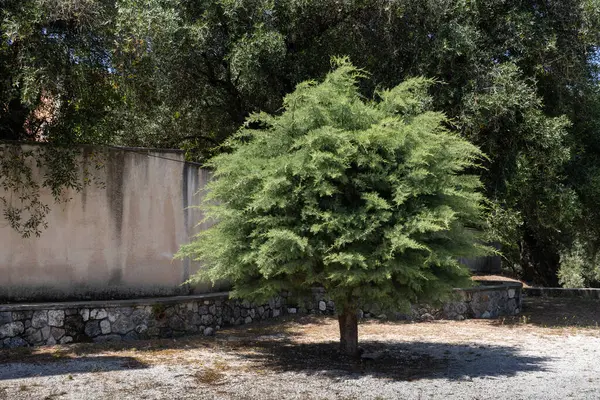 Yard with a beautifuly shaped tree with a bright green foliage. Own shadow on the soil. Old fence and another trees in the background. North of the  island Corfu, Greece.
