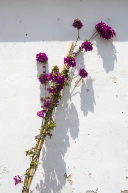 Bougainvillea 'nın genç dalı, beyaz duvara tırmanıyor. İlkbaharda mor taze çiçekler. Yoğun güneş ışığı. Kassiopi, Korfu, Yunanistan.