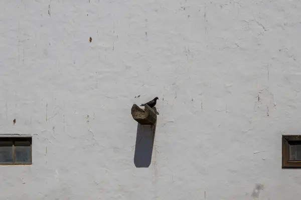 Rough white wall of a building with two small dirty windows. Pigeon sitting on a gutter and getting ready to fly. Shadow of the gutter on the wall. Teguise, Lanzarote, Canary Islands, Spain.