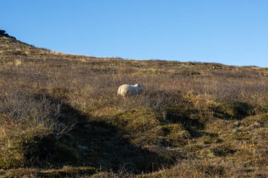 Sonbahar otları, yosunlar ve yosunlarla kaplı bir tarla. Otlaktaki koyunlar. Ufuktaki tepenin çizgisi. Parlak mavi gökyüzü, güneşli bir sonbahar günü. Güney İzlanda.