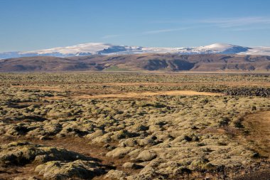 Sahadaki sarı bitki örtüsü. Otlar, küçük çalılar, yosun ve liken. Arka planda buzul var. Mavi gökyüzü, güneşli bir gün. Katla Geopark, Güney İzlanda.